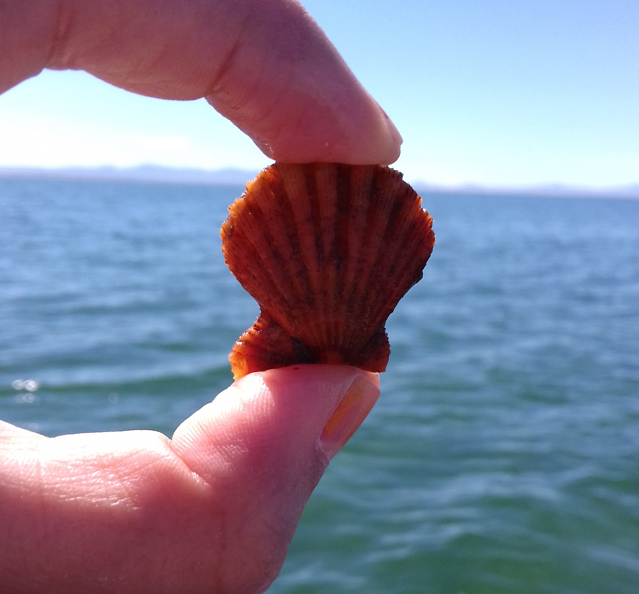 Biological impacts of temperature variability and extremes in benthic