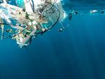 Impacto de microplasticos en el ostión