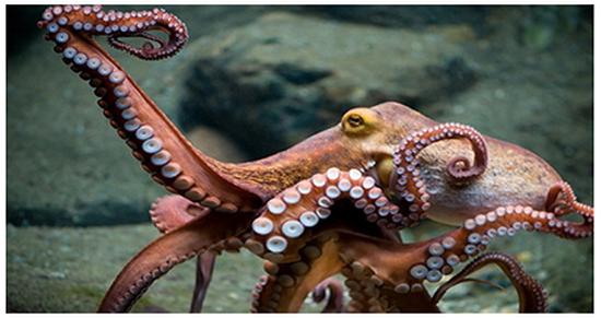Evaluación del efecto de la temperatura sobre los mecanismos moleculares y fisiológicos que regulan la reproducción de Octopus maya.